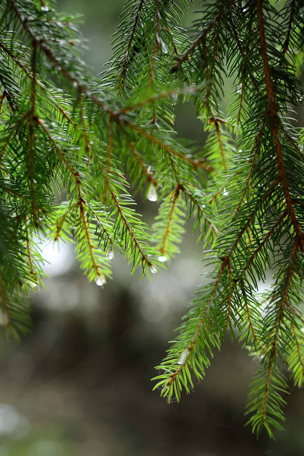 Preserving Pine Branches for Crafts and Decor