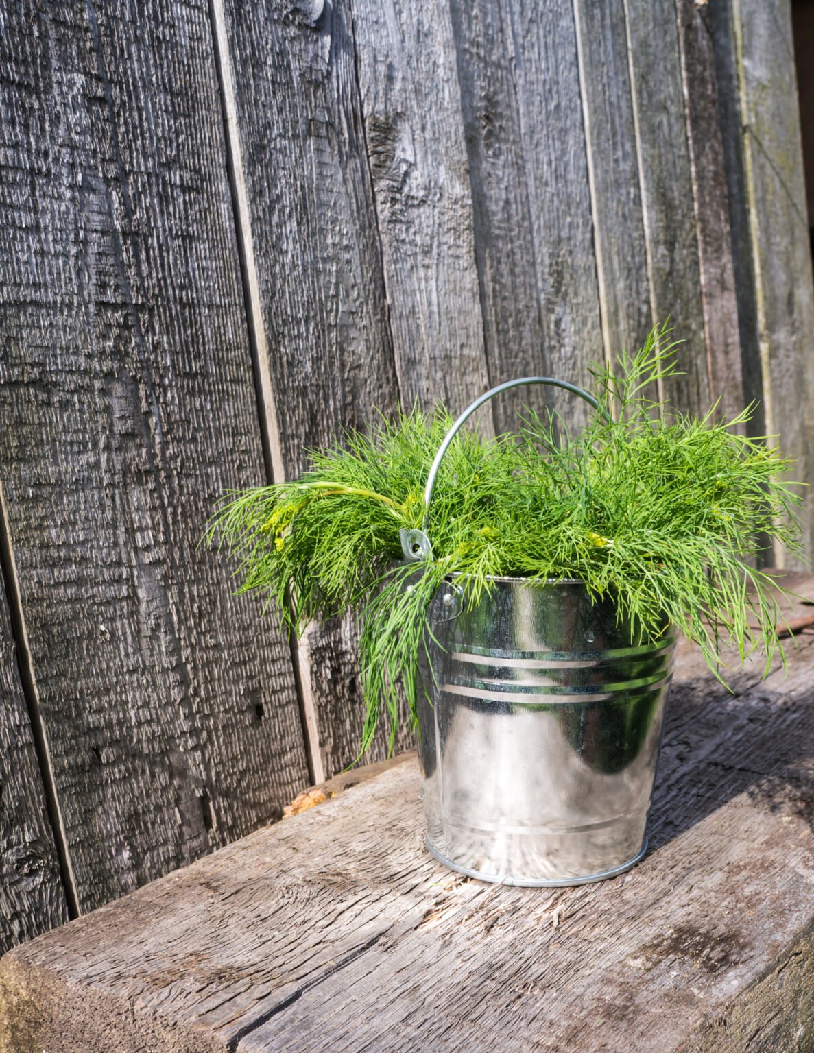 Preserving Pine Branches for Crafts and Decor